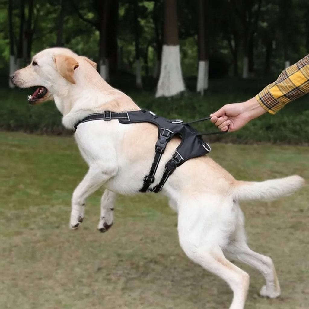 NOPULL DOG HARNESS – reflective and escape-proof for safe walks