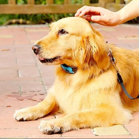 HUSHTONE – Intelligent Anti-Bark Dog Collar with Sonic Wave Technology and Adjustable Fit