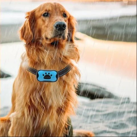 HUSHTONE – Intelligent Anti-Bark Dog Collar with Sonic Wave Technology and Adjustable Fit