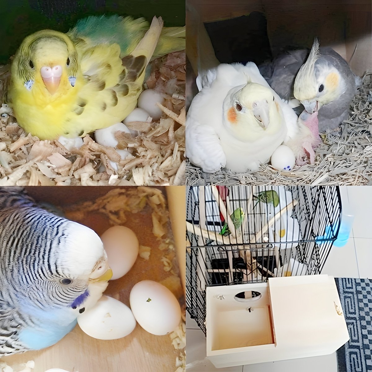 NESTCOTTAGE – Natural wood protection for budgerigars and small bird species
