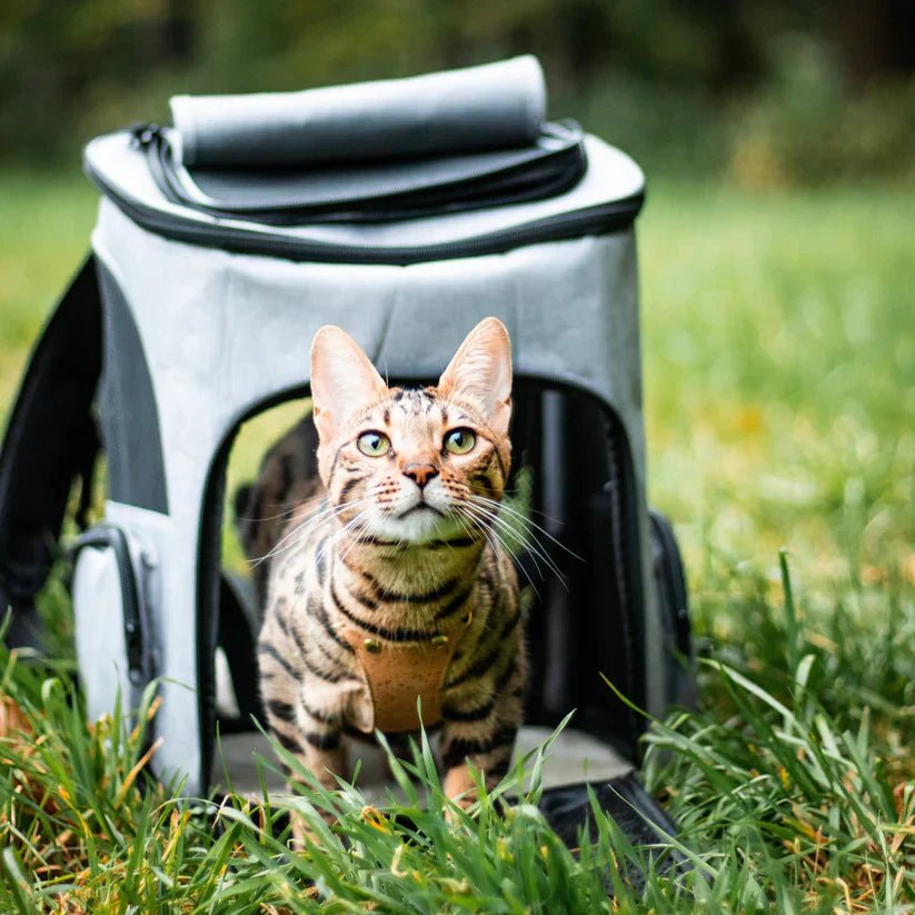 PAWSPHERE – Comfortable Cat Backpack with Viewing Window