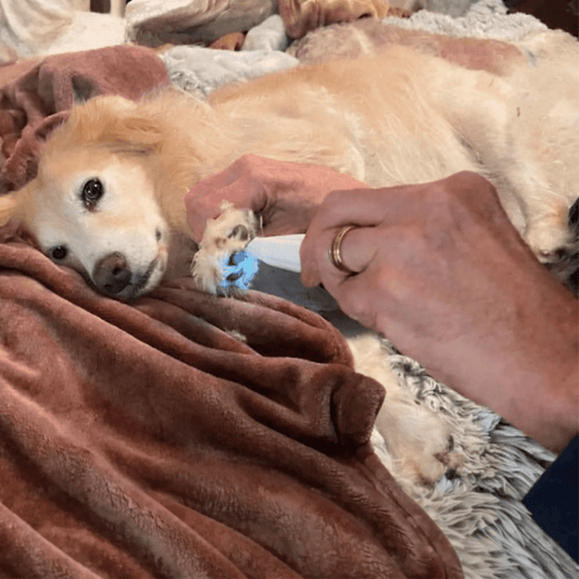 SILENTPET TRIMMER – Quiet Dog Clipper for Gentle Grooming