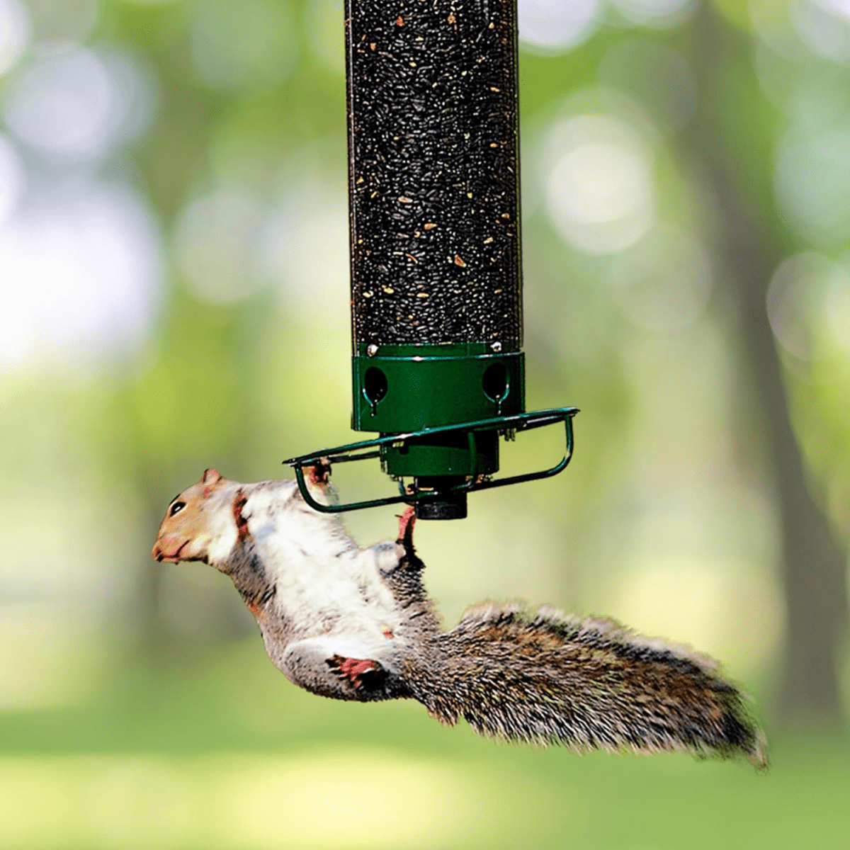 FeederGuard – Squirrel-Proof Birdhouse with Rotating Perch