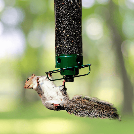 FeederGuard – Squirrel-Proof Birdhouse with Rotating Perch