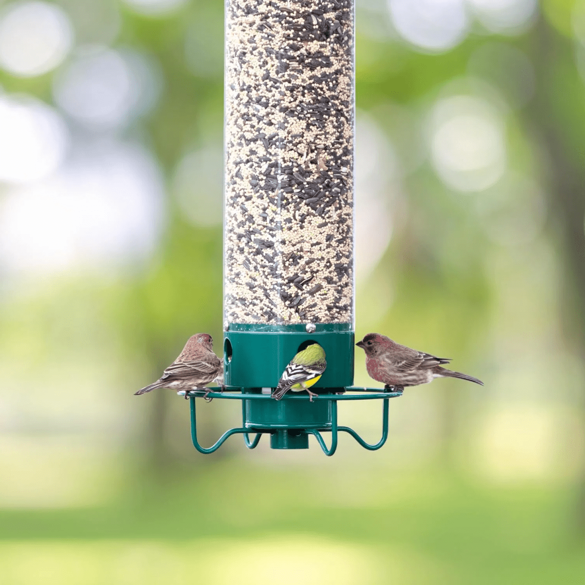 FeederGuard – Squirrel-Proof Birdhouse with Rotating Perch