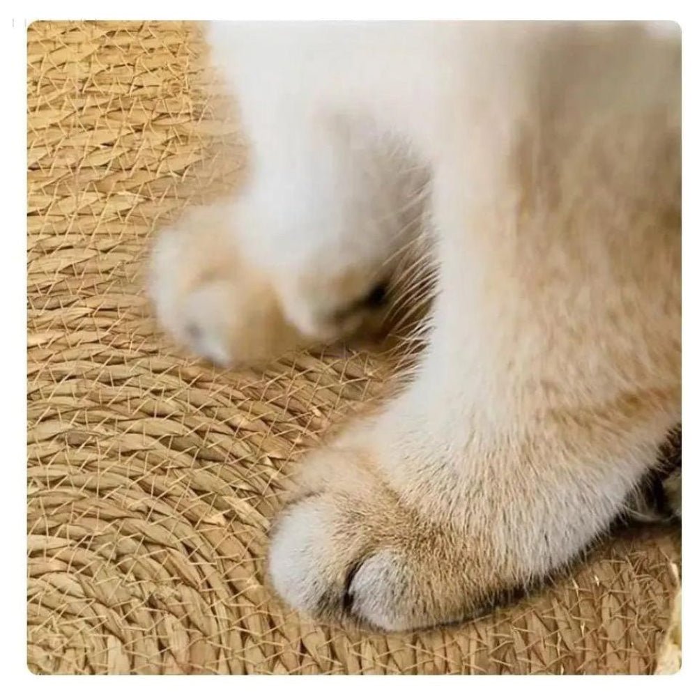 SNOOZIE – Ultra-soft, round cat bed for cozy comfort