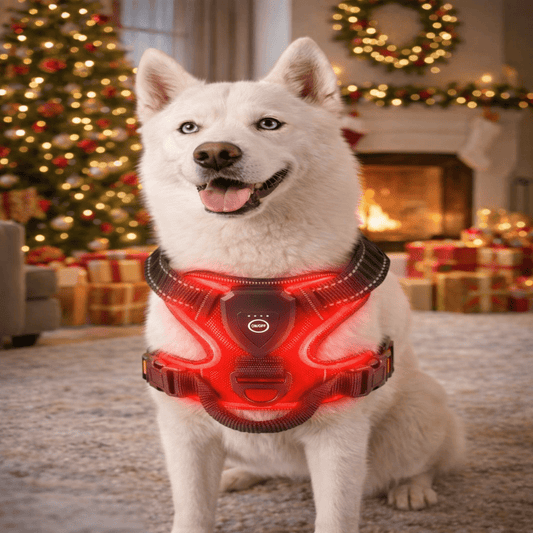 ILLUMI DOGTREK – Rechargeable LED Dog Harness for Increased Safety at Night