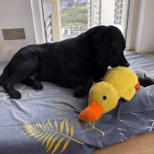 SnuggleBeak Plush Toy for Dogs | Soft Squeaky Duck | Durable Cuddly Toy | Comfort Toy | Dog Accessories