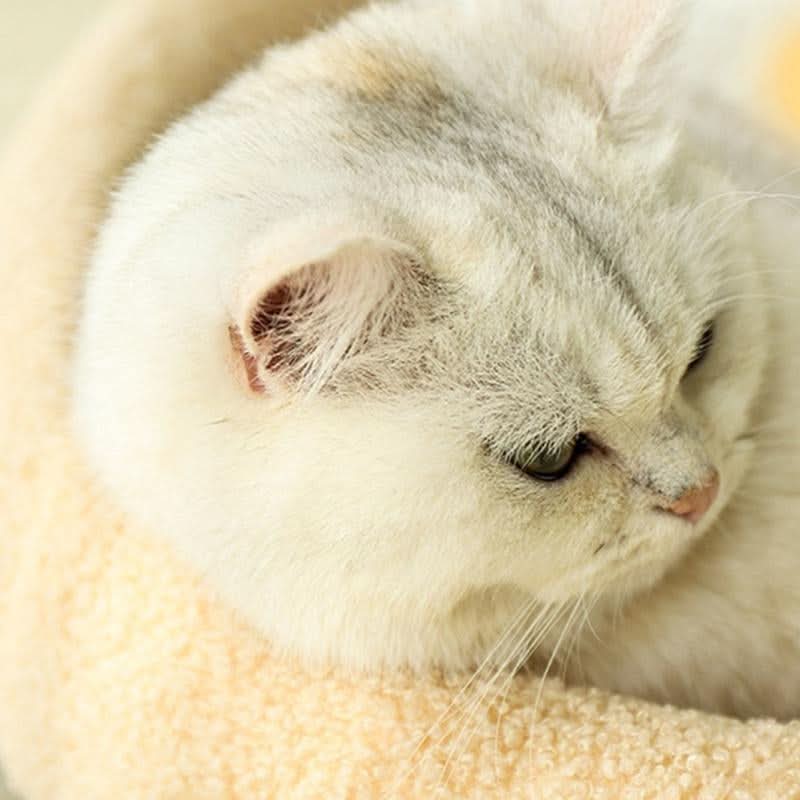 VelvetPaws Den – Stylish retreat with scratching surface & cozy cushion