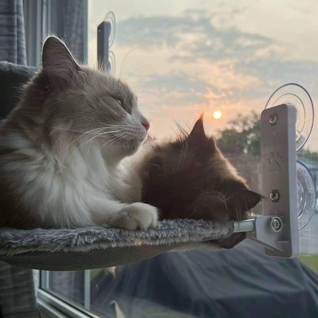 Pawperch - Foldable cat hammock for windows & walls