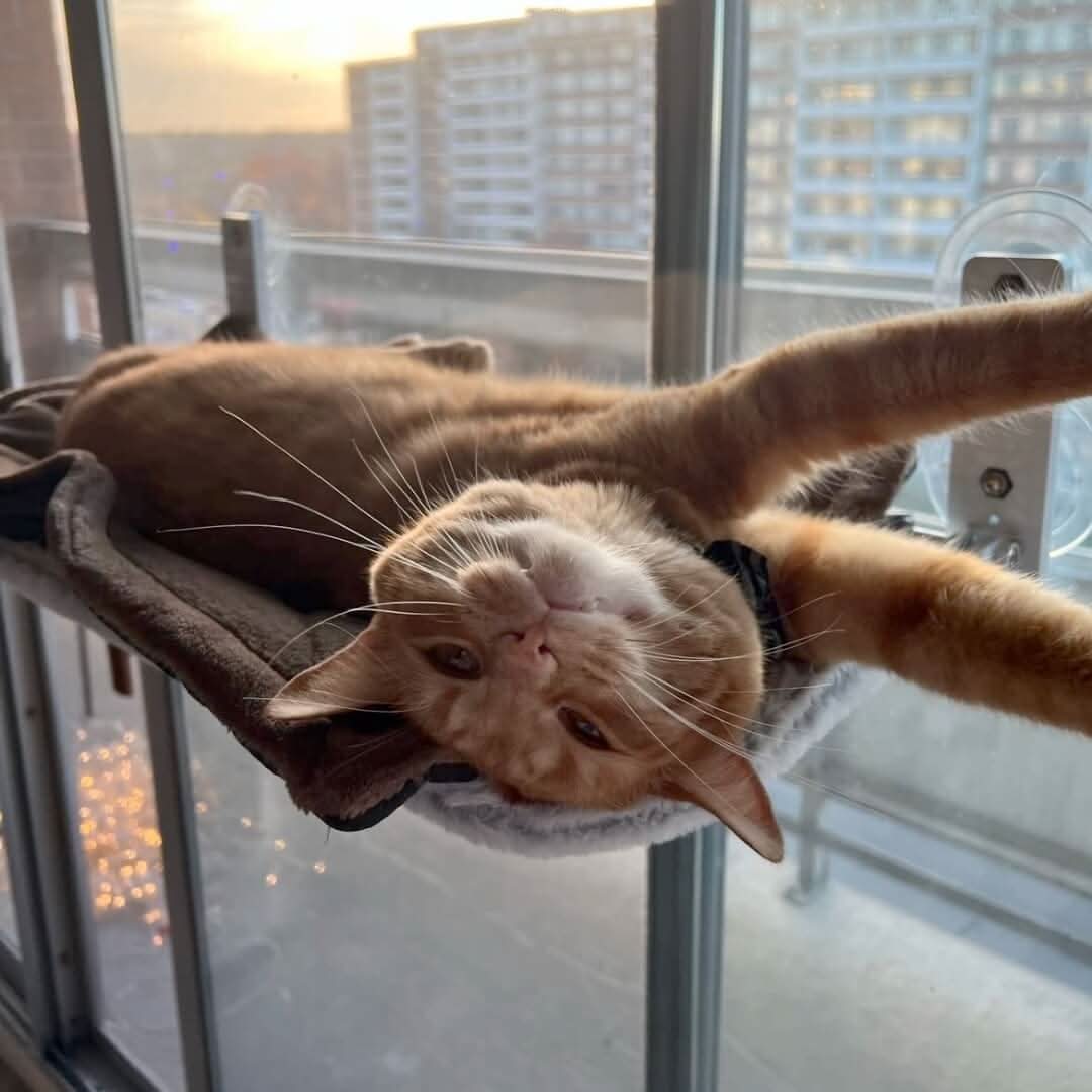 Pawperch - Foldable cat hammock for windows & walls